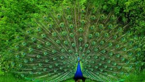 peacock in full bloom